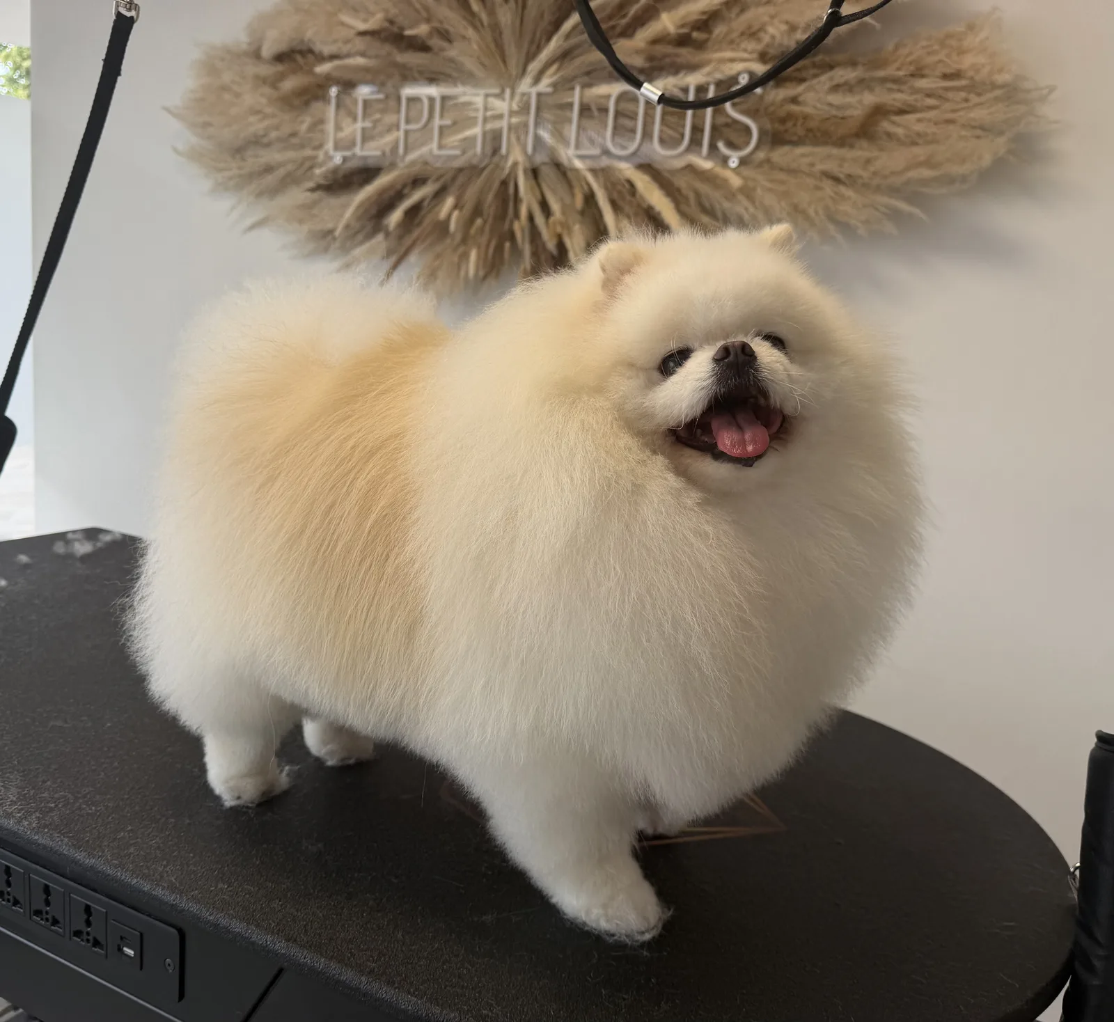 Pomeranian nach der Pflege bei Le petit Louis