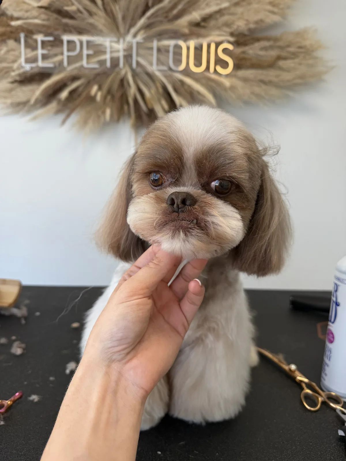 Shih Tzu nach der Pflege bei Le petit Louis