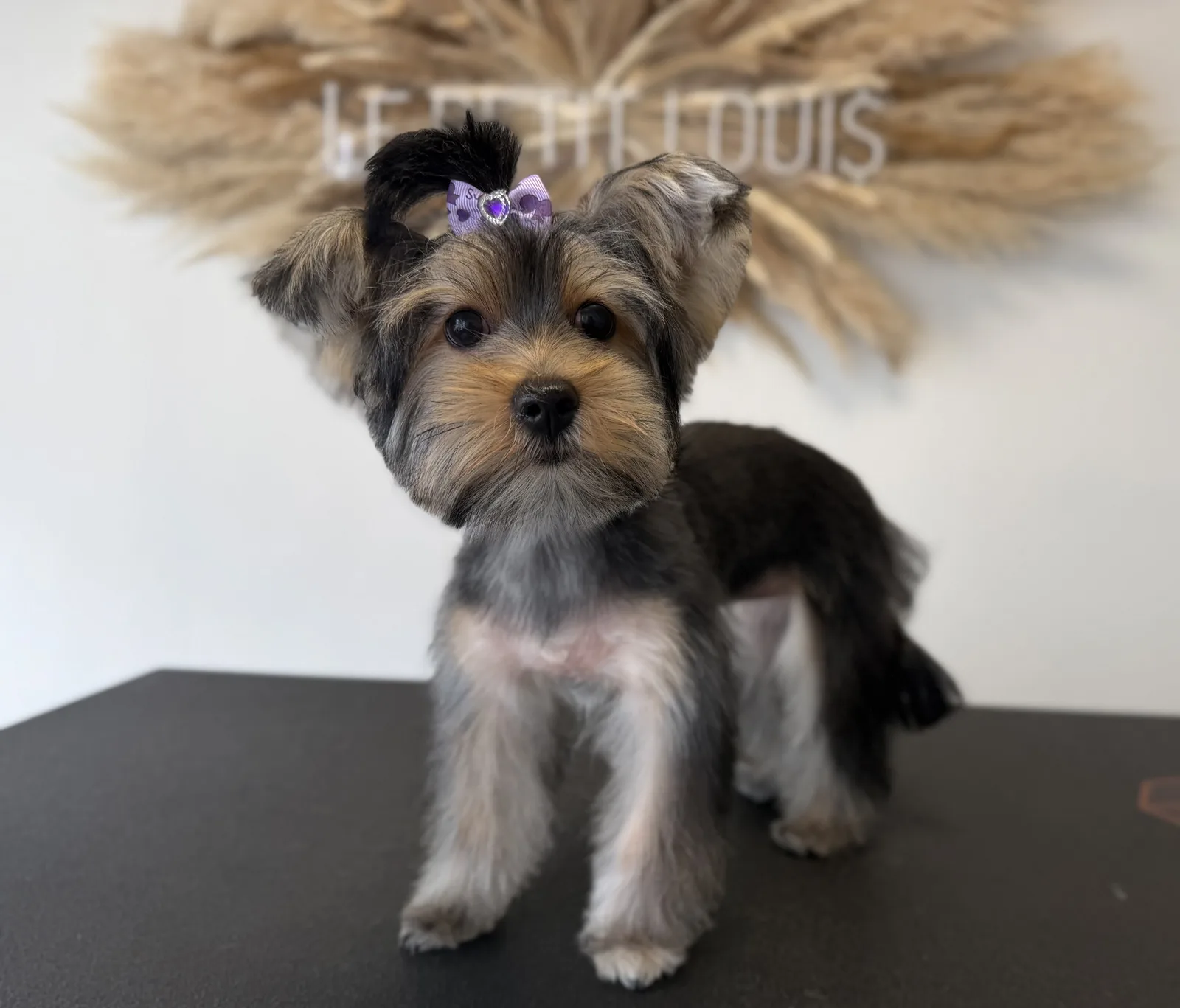Yorkshire Terrier nach der Pflege bei Le petit Louis