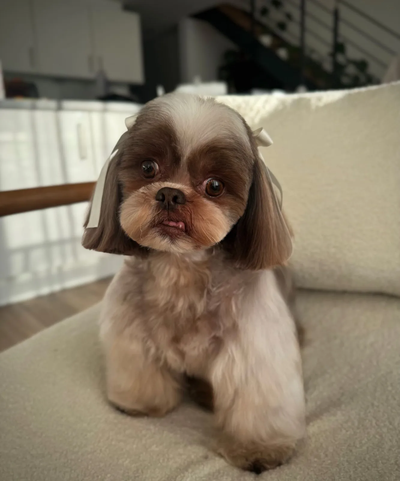 Shih Tzu nach der Pflege bei Le petit Louis