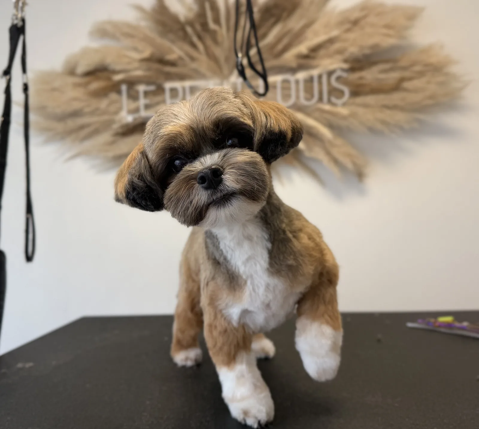 Shih Tzu nach der Pflege bei Le petit Louis