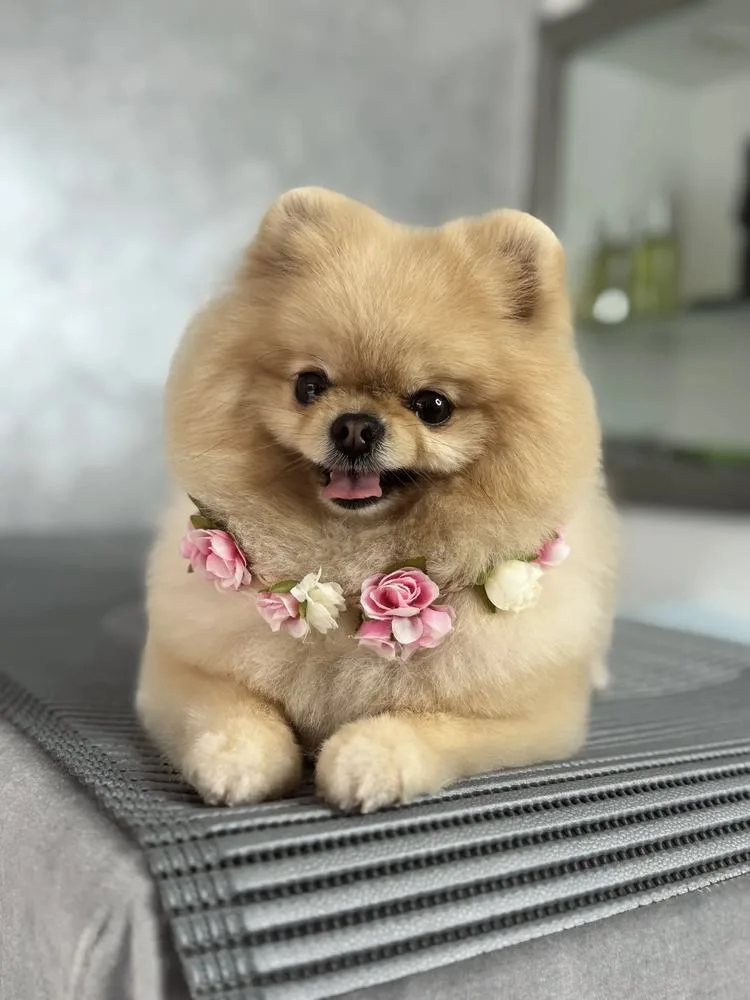 Pomeranian nach Carding und Formschnitt