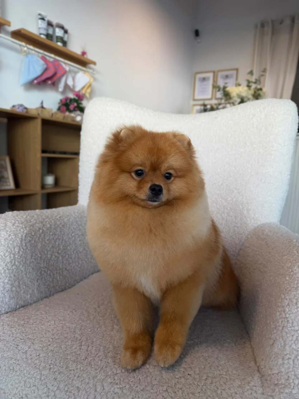 Oranger Pomeranian mit rundem Formschnitt im Salon Le petit Louis