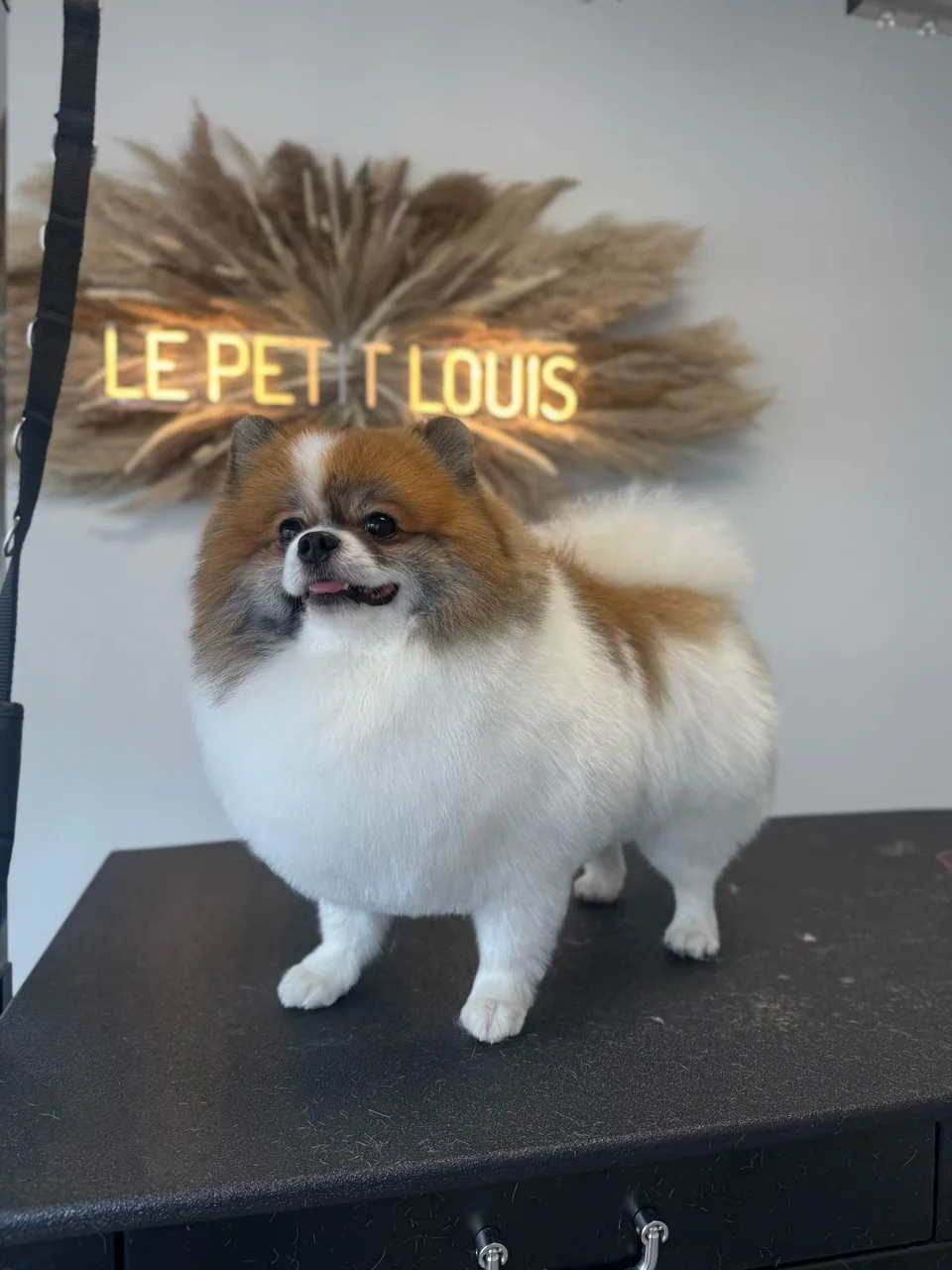 Mehrfarbiger Pomeranian nach dem Formschnitt bei Le petit Louis