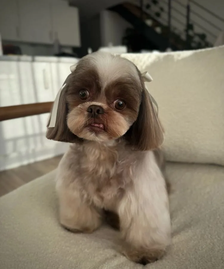 Shih Tzu mit gepflegtem Rasseschnitt