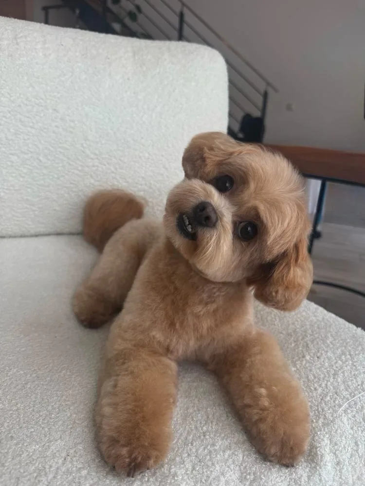 Junger kleiner Hund entspannt nach der Pflege